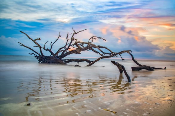 Driftwood on Jekyll Island